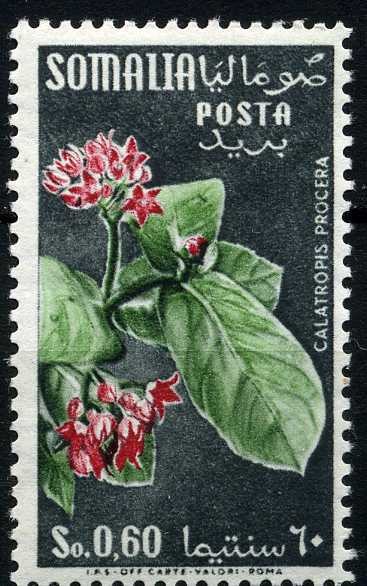 Calotropis procera
