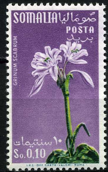 Crinum scabrum