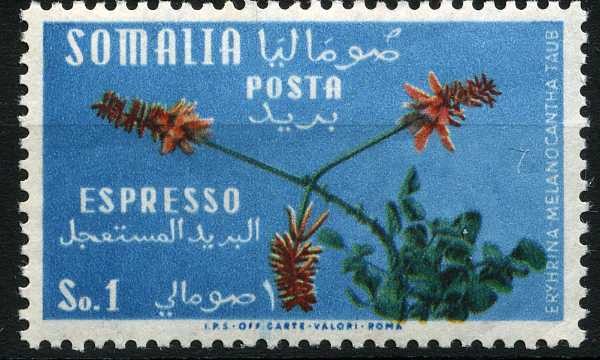 Erythrina melanacantha