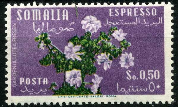 Gardenia lutea