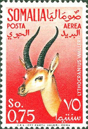 Gerenuk / Waller's Gazelle (Litocranius walleri)