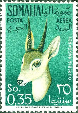 Haggard’s Oribi (Ourebia haggardi)