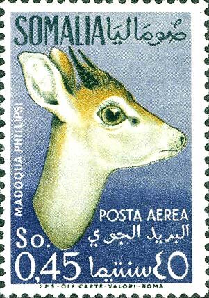 Phillips's Dik-Dik (Madoqua phillipsi)