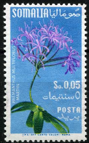Scadoxus multiflorus (Haemanthus multiflorus)