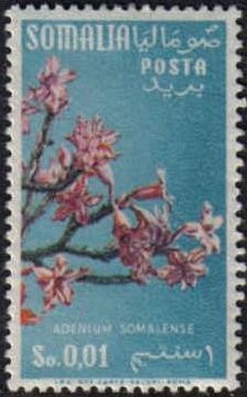 Adenium somalense