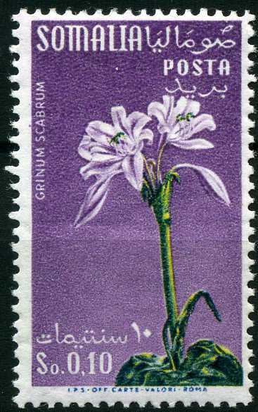 Crinum scabrum