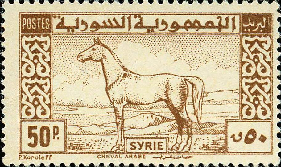 Arab Horse