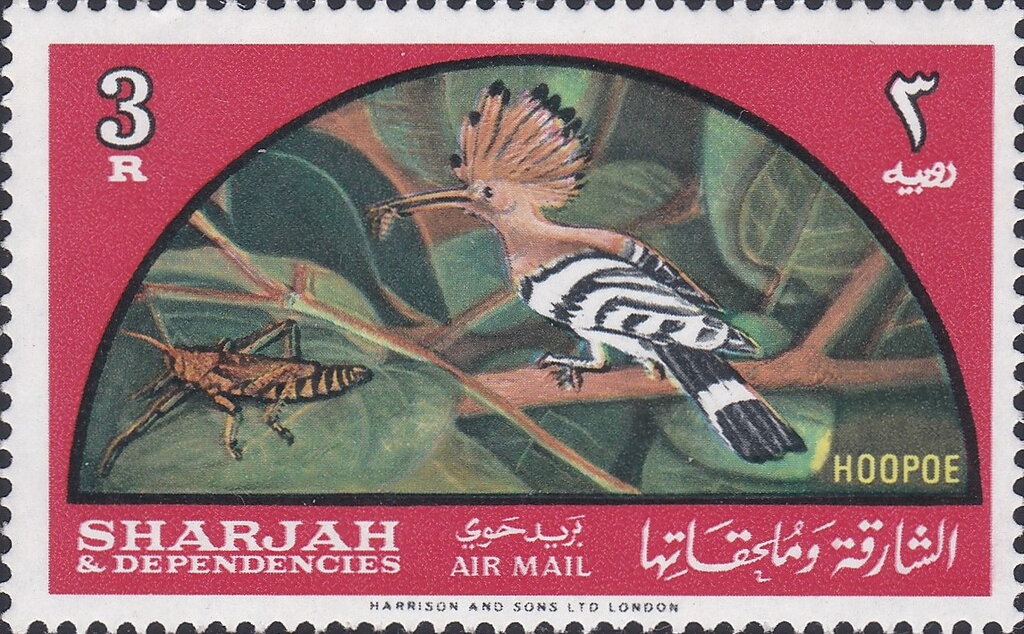 Common Hoopoe (Upupa epops)