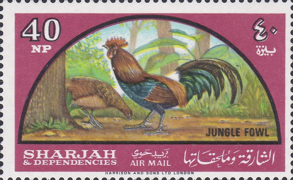 Red Junglefowl (Gallus gallus)