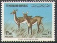 Arabian Desert Gazelle (Gazella cora)