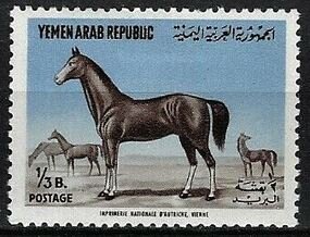 Arabian Stallion (Equus ferus caballus)