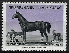 Arabian Stallion (Equus ferus caballus)