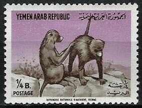 Chacma Baboon (Papio ursinus) - 1/4  buqsha