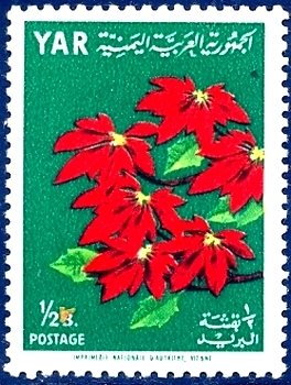Poinsettia (Euphorbia pulcherrima)