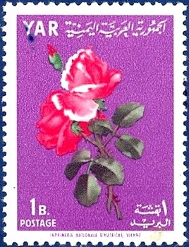 Precious Rose (Rosa hybr.)