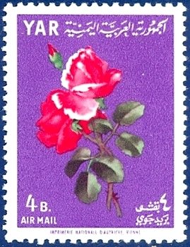 Precious Rose (Rosa hybr.)