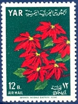 Poinsettia (Euphorbia pulcherrima)