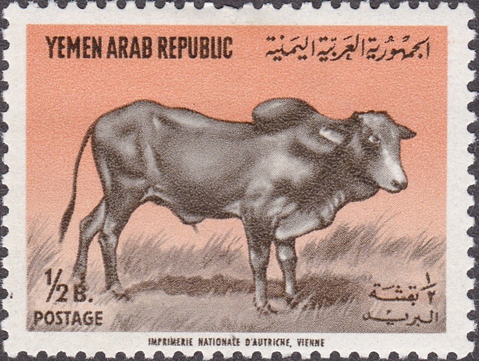 Zebu (Bos primigenius indicus)