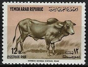 Zebu (Bos primigenius indicus)