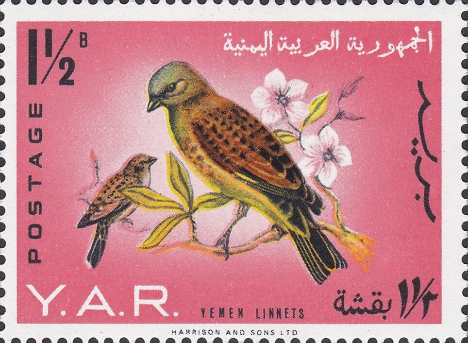 Yemen Linnet (Acanthis yemenensis)